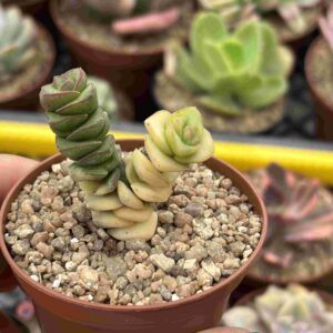 Crassula Perforata Variegada