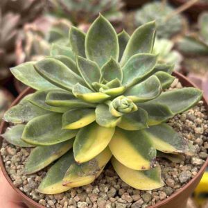 Echeveria Bob Jolly Variegada