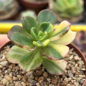 Echeveria Spectabilis Variegada
