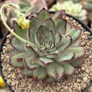 Echeveria Pulidonis (carunculada)