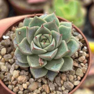 Echeveria Fabiola