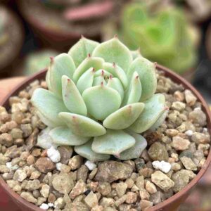 Echeveria Derenbergui Captan Hay