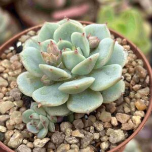 Echeveria Derenbergui Captan Hay (con hijito)