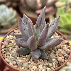 Echeveria Unguiculata