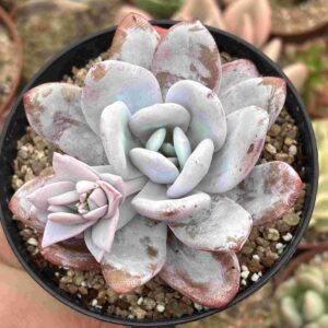 Echeveria Laui (coreana)