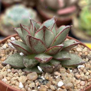 Echeveria Tarantela