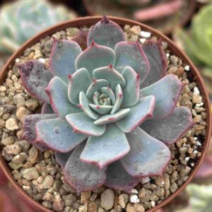 Echeveria Azulita