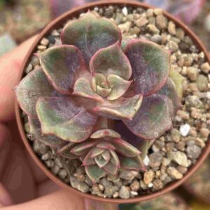 Echeveria Zestar (con hijo)