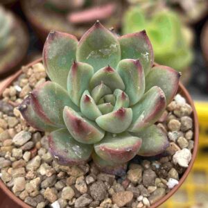 Echeveria Fire Pillar
