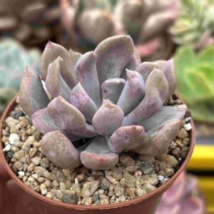 Graptoveria Cupido