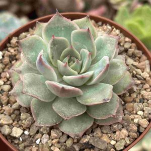 Echeveria Pink Tips