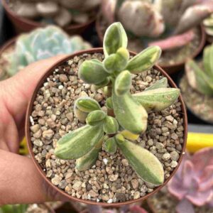 Crassula Rogersii Variegada