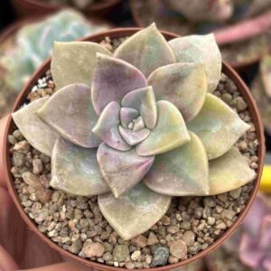 Graptopetalum ‘Purple Delight’ Variegada