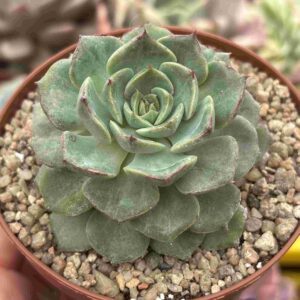 Echeveria Angry Bird