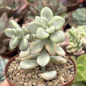 Graptosedum Ellen Variegado Aurea