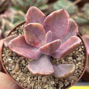 Echeveria Pampoteus Variegada