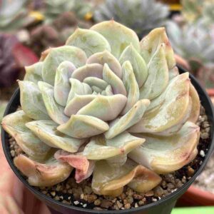 Echeveria Fairy Yunyao (carunculada, coreana)