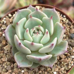 Echeveria Chihuahuensis