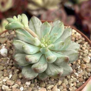 Sedeveria Blue Elf Variegada