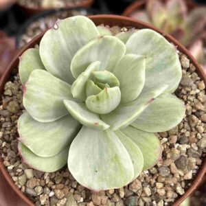 Echeveria Mocha Variegada