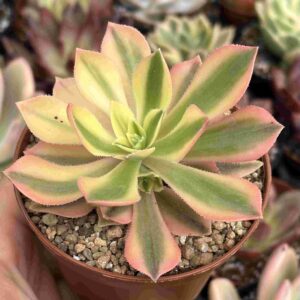 Aeonium Leucoblepharum Variegado (con hijito)