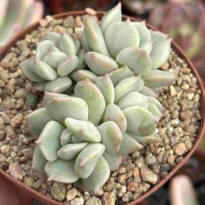 Colonia Echeveria Choux Cream (coreana)