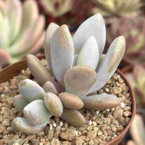 Graptoveria Lala (con hijito)