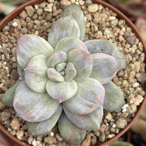 Graptopetalum Superbum Variegado Silver