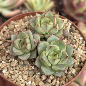 Colonia Echeveria Fabiola