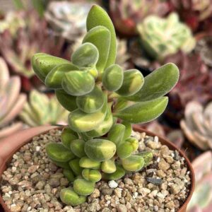 Crassula Rogersii Variegada