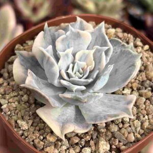 Echeveria Lilacina Monstruosa Variegada