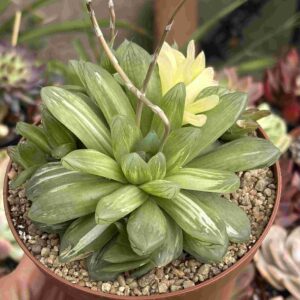 Colonia Haworthia Cymbiformis Variegada