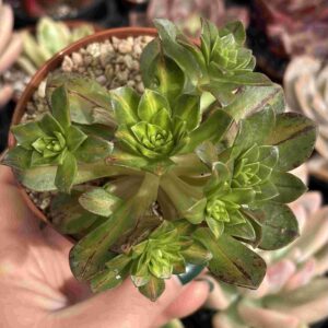 Aeonium Medal Bronze Middle