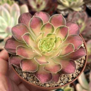 Aeonium Shaohua