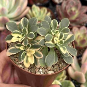 Aeonium Domesticum Variegado