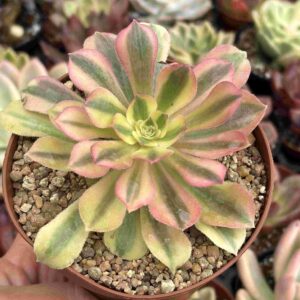 Aeonium Verna