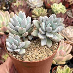 Colonia Echeveria Powder Puff