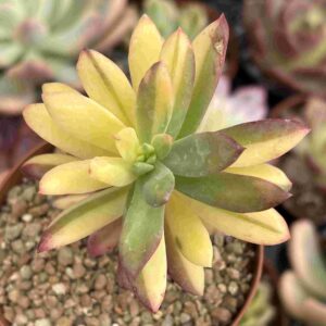 Echeveria Minibelle Variegada
