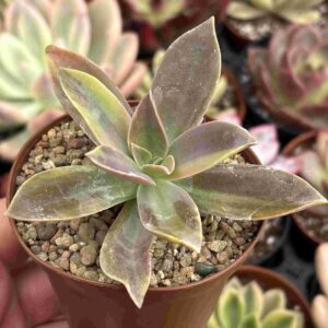 Echeveria Metallica Variegada