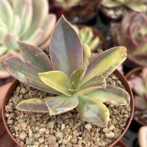 Echeveria Metallica Variegada
