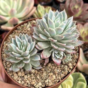 Colonia Echeveria Violet Queen