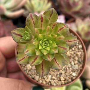 Aeonium Medal Bronze Middle