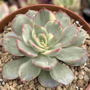 Echeveria Esther Variegada