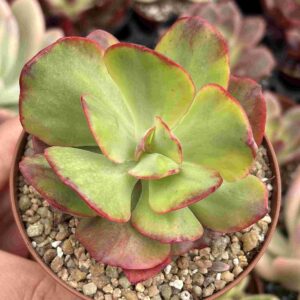 Echeveria Figaro Variegada