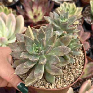 Colonia Echeveria Laui x Affinis