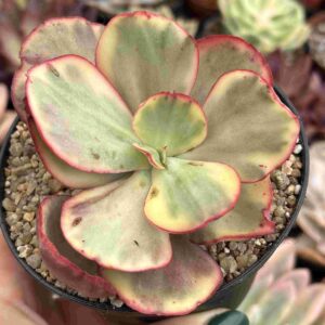 Echeveria Palace Variegada
