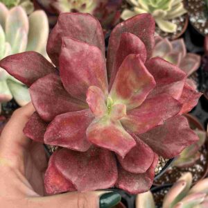 Echeveria Diamond State