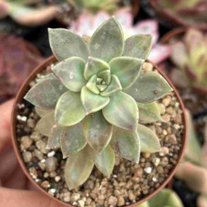 Graptopetalum Black Beans Variegado