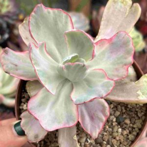 Echeveria Flying Cloud Variegada