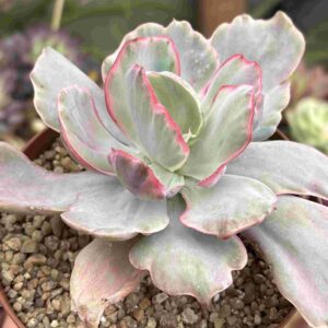 Echeveria Flying Cloud Variegada
